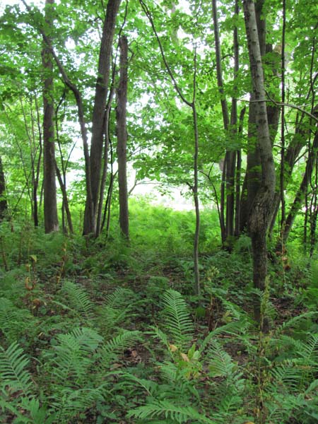 Sugar maple - mixed hardwood floodplain forest